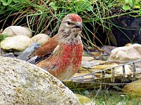 M�le linotte mélodieuse