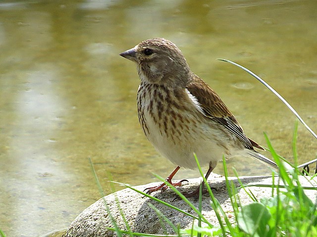 Linotte mlodieuse, femelle
