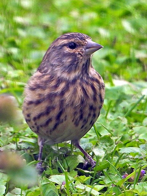 Linotte mélodieuse, juvénile