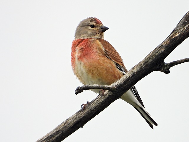 Linotte mélodieuse, femelle