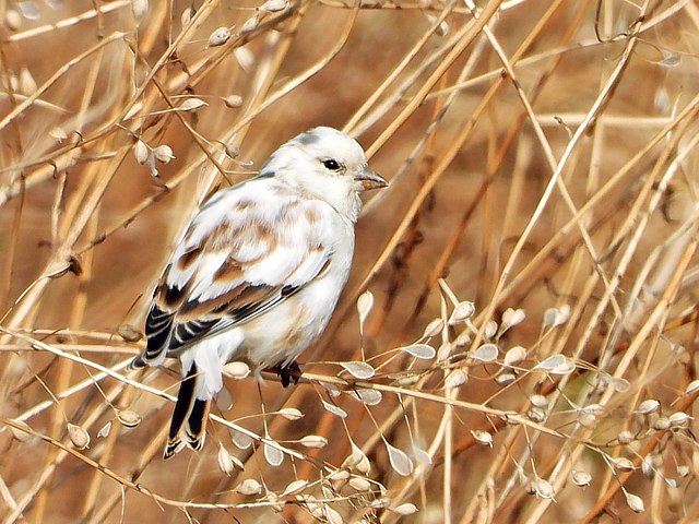 Linotte mlodieuse leucique