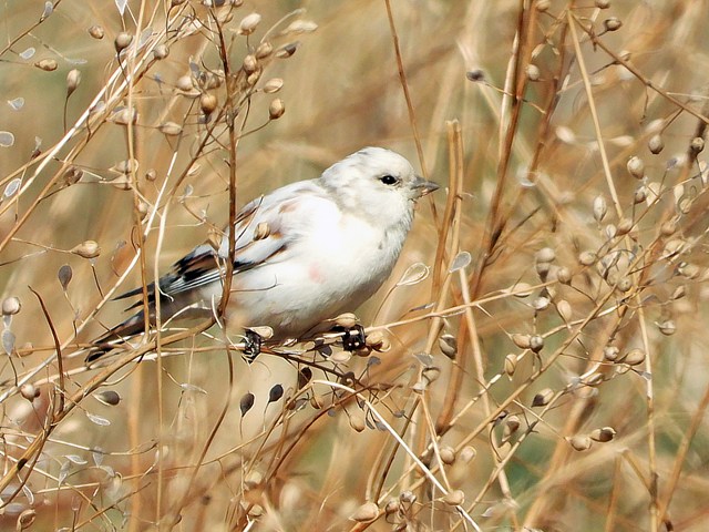 Linotte mélodieuse leucique