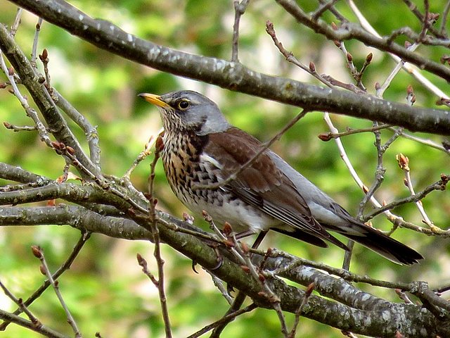 Grive litorne, turdus pilaris
