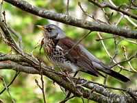Grive litorne, turdus pilaris