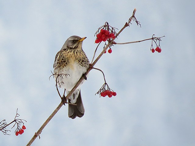 Grive litorne en hiver