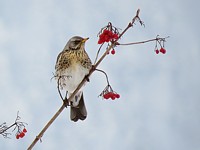 Grive litorne en hiver