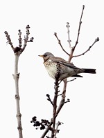 Grive litorne sur un arbre