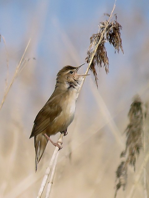 Locustelle lusciniode, locustella luscinioides
