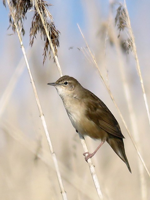 Locustelle lusciniode, locustella luscinioides