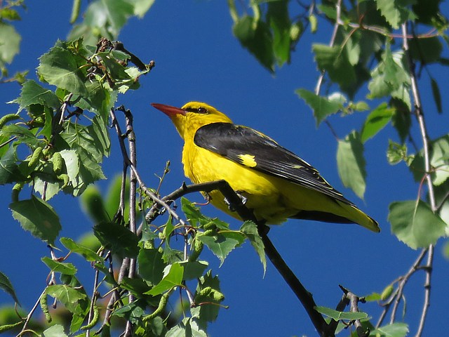 Loriot d'Europe, oriolus oriolus
