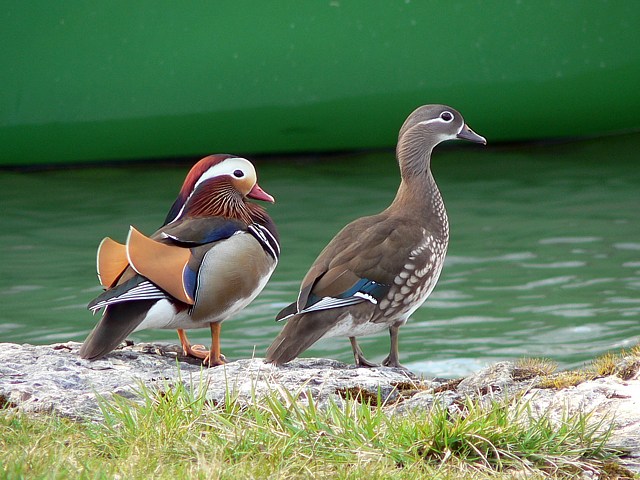 Couple de canards mandarins