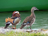 Couple de canards mandarins