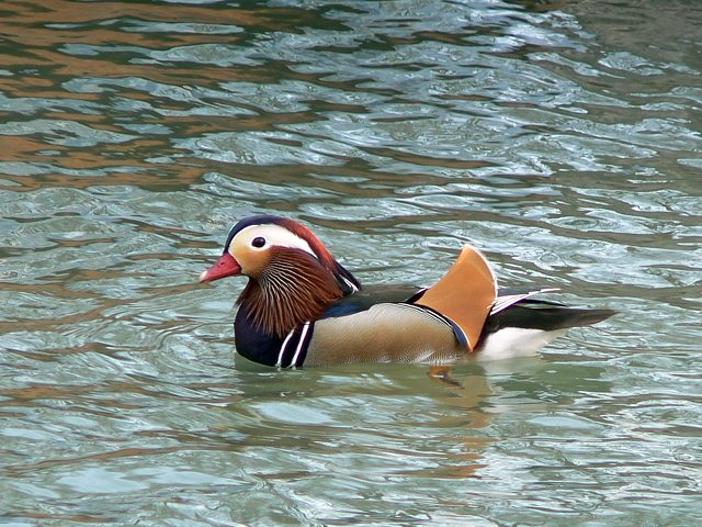 Canard mandarin, aix galericulata