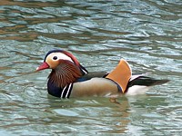 Canard mandarin, aix galericulata
