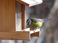 M�sange bleue, parus caerulus
