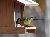 M�sange charbonnière, parus major