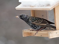 Etourneau sansonnet, sturnus vulgaris