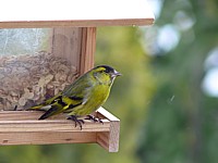 Tarin des aulnes, carduelis spinus