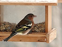 Pinson des arbres, fringilla coelebs