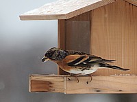 Pinson du nord, fringilla montifringilla
