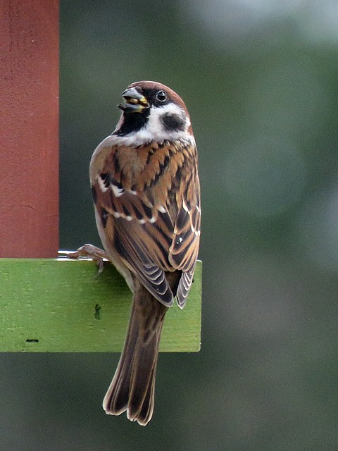 Moineau friquet à la mangeoire