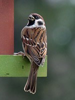 Moineau friquet, passer montanus