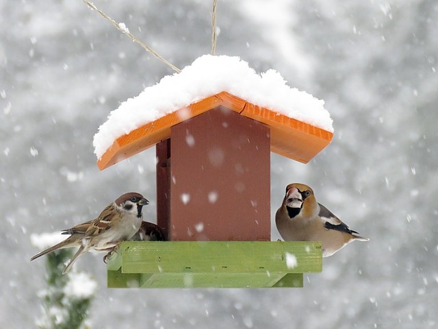 Mangeoire sous la neige