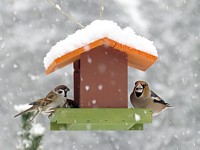 Mangeoire sous la neige