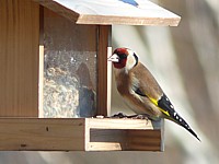 Chardonneret élégant, carduelis carduelis
