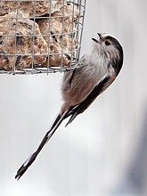 Mésange à longue queue