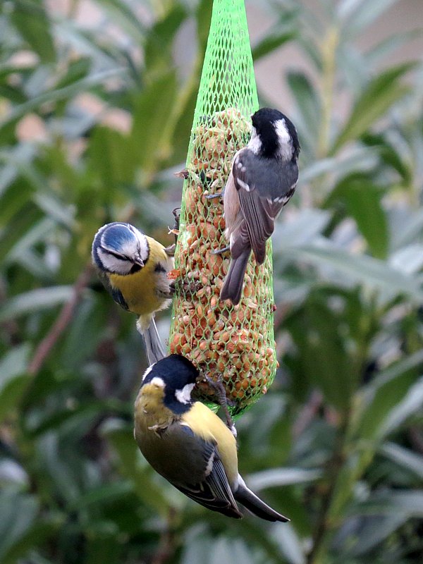 Trois mésanges, charbonnière, bleue et noire