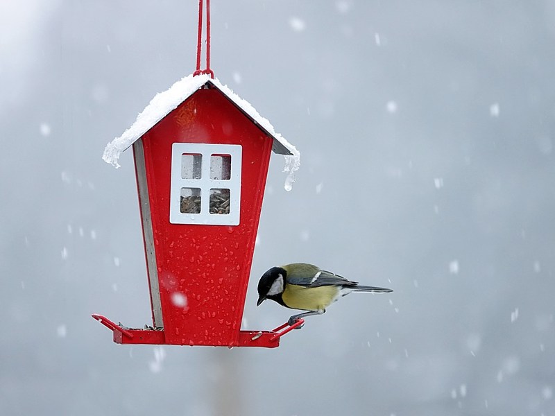 Mésange charbonnière à la mangeoire