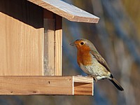 Rouge-gorge familier, erithacus rubecula