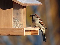 Moineau domestique, passer domesticus