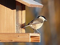 Mésange nonnette, parus palustris