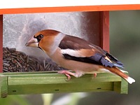 Grosbec casse-noyaux, coccothraustes coccothraustes
