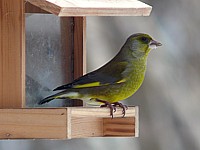 Verdier, carduelis chloris