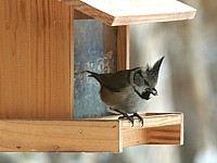 Mésange huppée, parus cristatus
