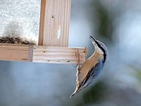 Sittelle torchepot, sitta europaea