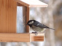 Mésange noire, parus ater