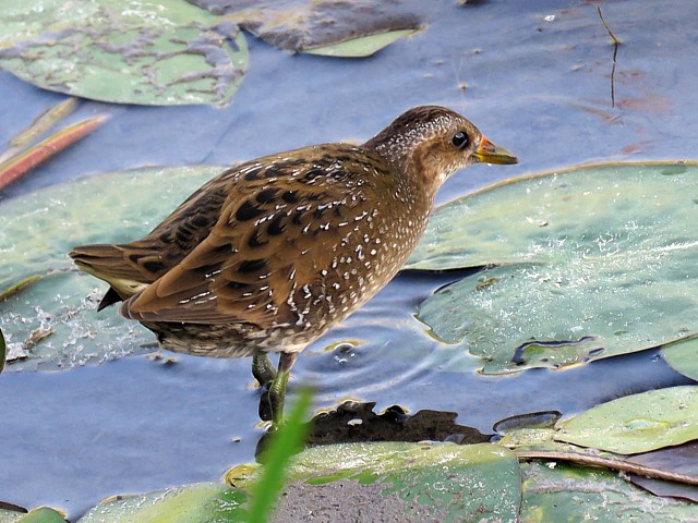 Marouette ponctue, porzana porzana