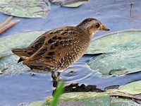 Marouette pnctuée, porzana porzana