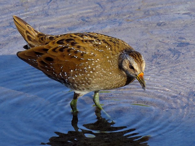 Marouette ponctue, porzana porzana