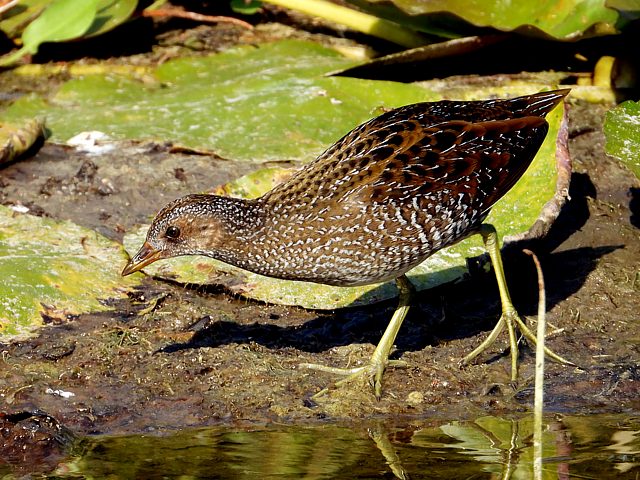Marouette ponctue, porzana porzana