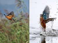 Martin-pêcheur, alcedo atthis