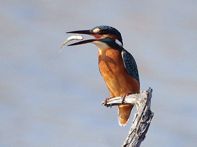 Repas de martin-pêcheur