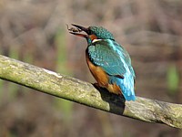 Martin-pêcheur avalant une araignée