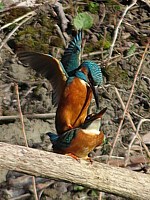 Accouplement de martins-pêcheurs