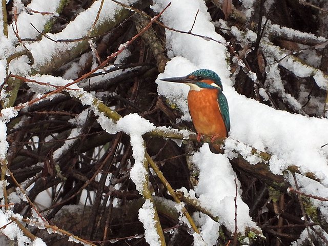 Martin-pcheur en hiver
