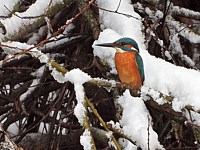 Martin-pêcheur en hiver